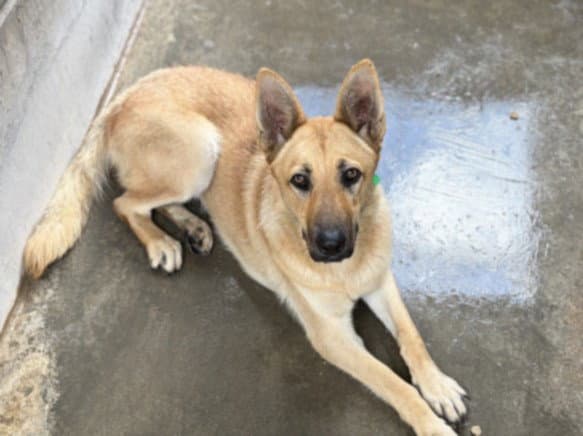 Sheba - German Shepherd Dog
