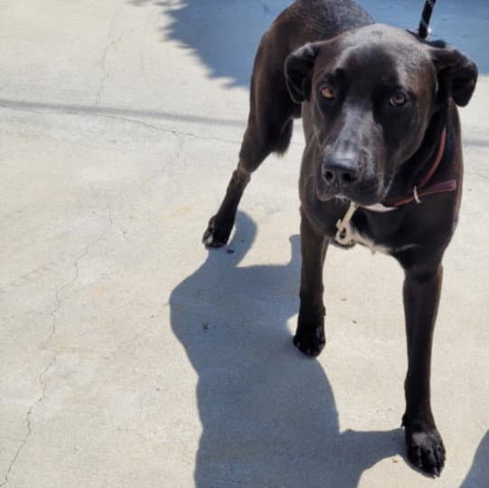 Solomon - Labrador Retriever