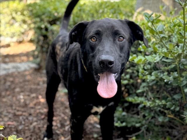 Solomon - Labrador Retriever