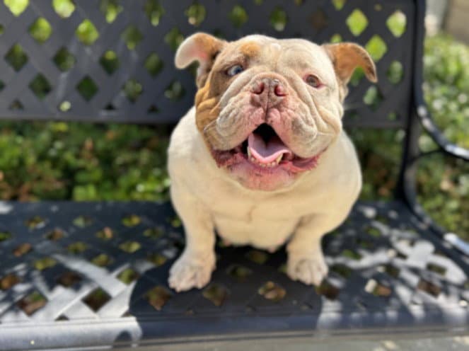 Marbels - English Bulldog