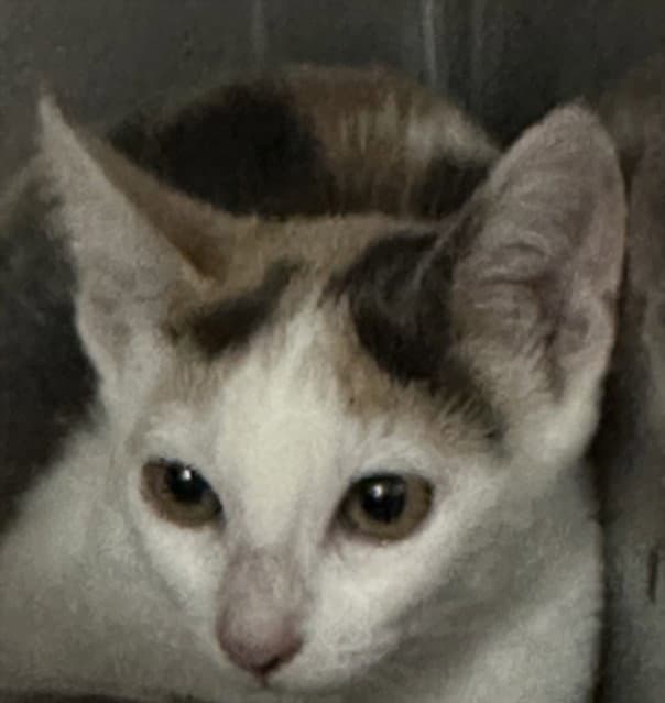 Unknown - Domestic Short Hair