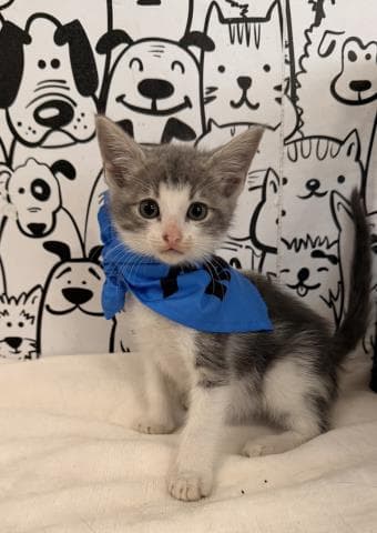 Unknown - Domestic Short Hair
