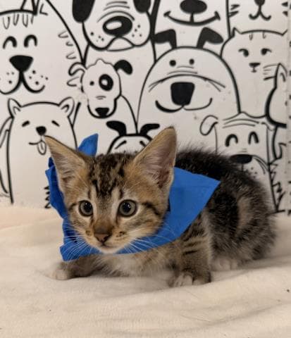 Unknown - Domestic Short Hair