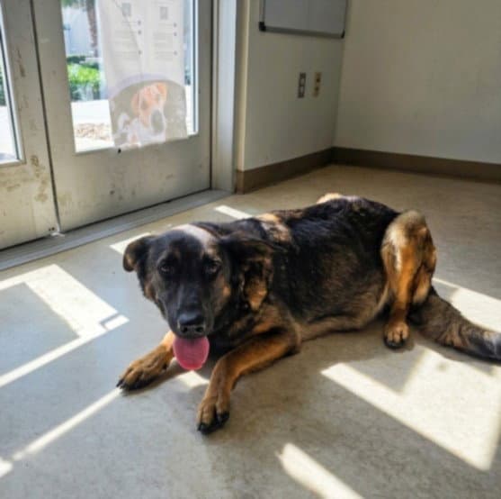 Unknown - German Shepherd Dog