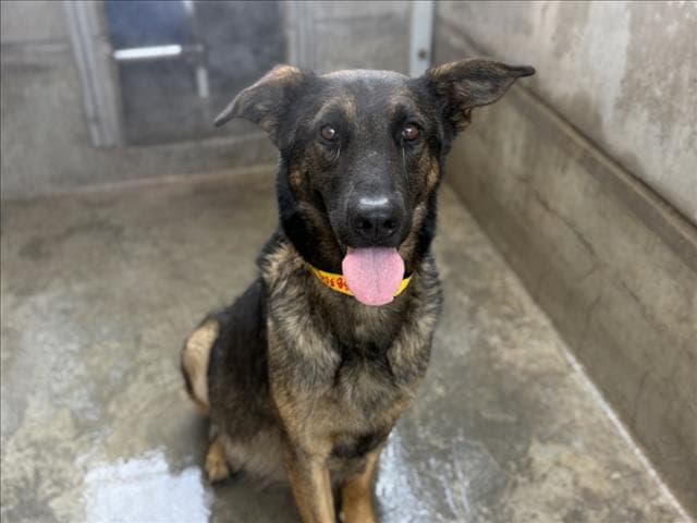 Unknown - German Shepherd Dog