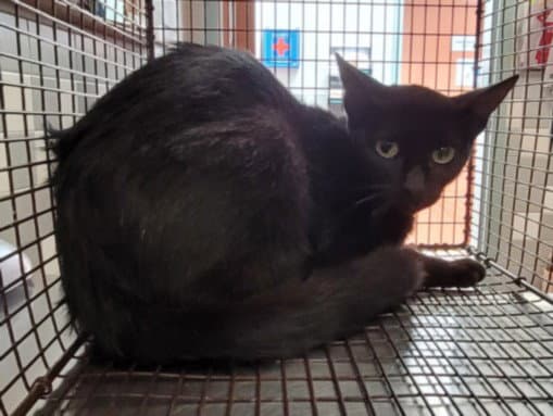 Mom - Domestic Short Hair
