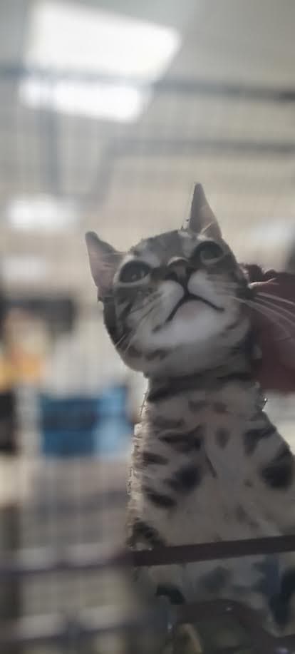 Loki - Domestic Short Hair