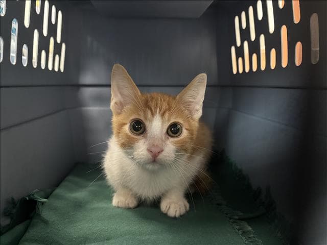 Unknown - Domestic Short Hair