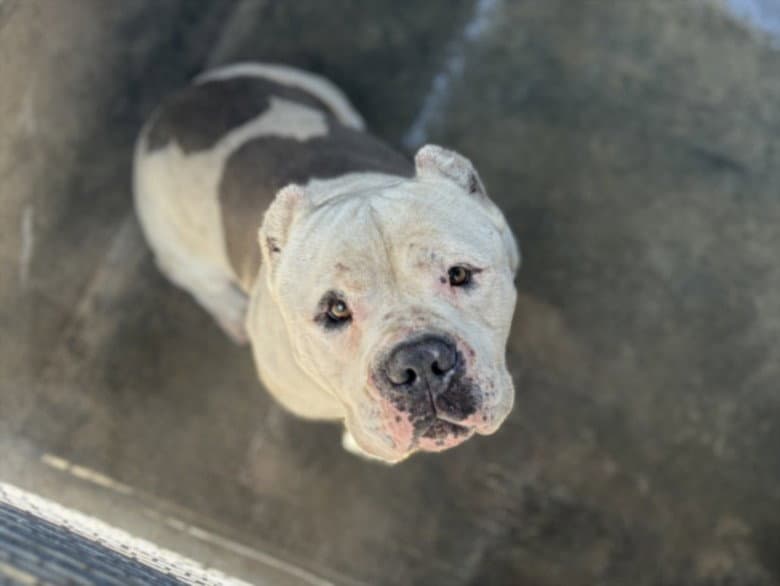 Popeye - Pit Bull Terrier