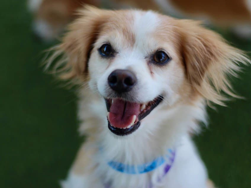 Wilson - Jack Russell Terrier (Parson Russell Terrier)