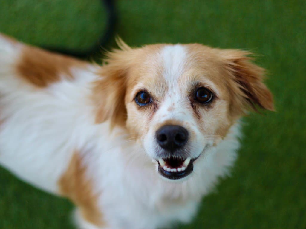 Natsu - Jack Russell Terrier (Parson Russell Terrier)