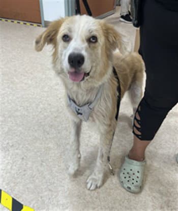 Lady - Australian Shepherd