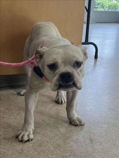 Nala - English Bulldog