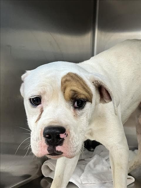 Orejas - English Bulldog