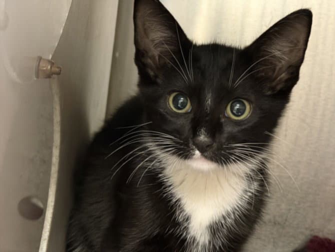 Mickey - Domestic Short Hair