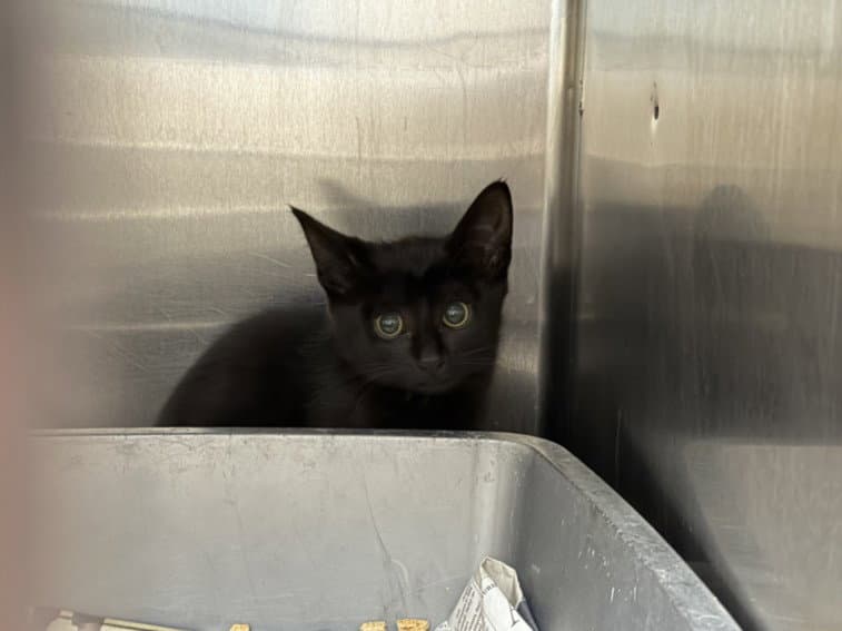 Travis - Domestic Short Hair