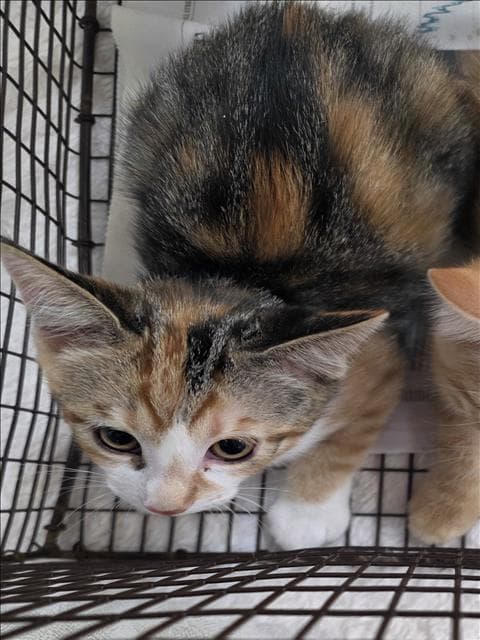 Unknown - Domestic Short Hair