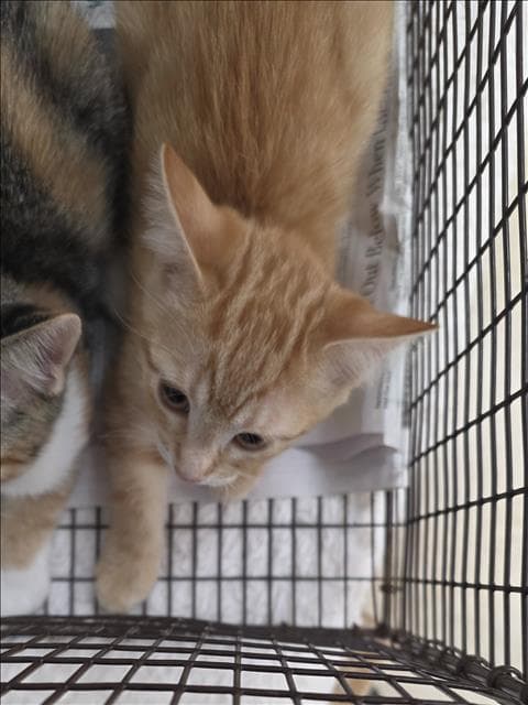 Unknown - Domestic Short Hair