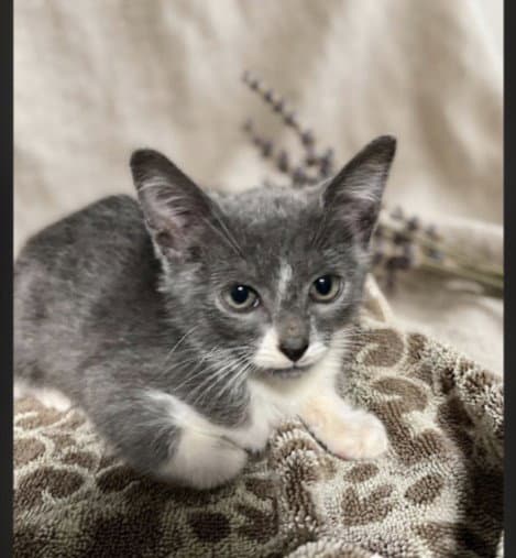 Hercules - Domestic Short Hair