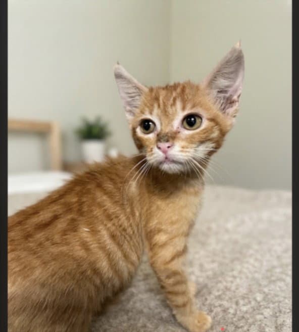 Bohemi - Domestic Short Hair