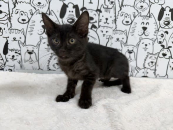 Unknown - Domestic Short Hair