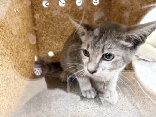 Unknown - Domestic Short Hair