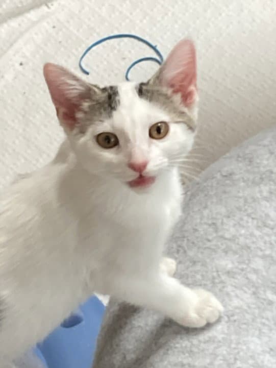 Mandy - Domestic Short Hair