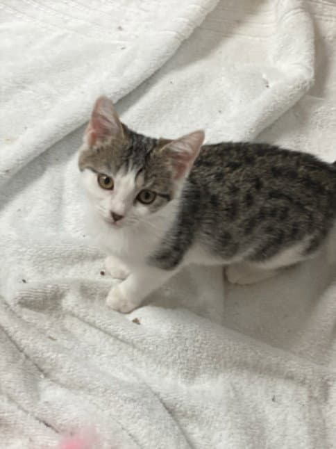 Madeleine - Domestic Short Hair