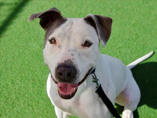 Homer - Pit Bull Terrier