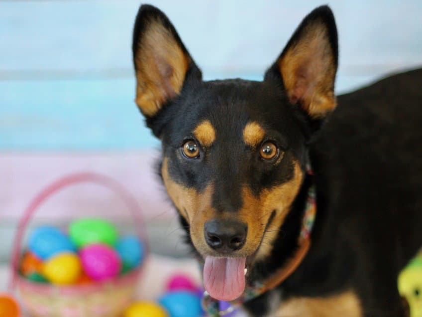 Dex - Australian Cattle Dog/Blue Heeler