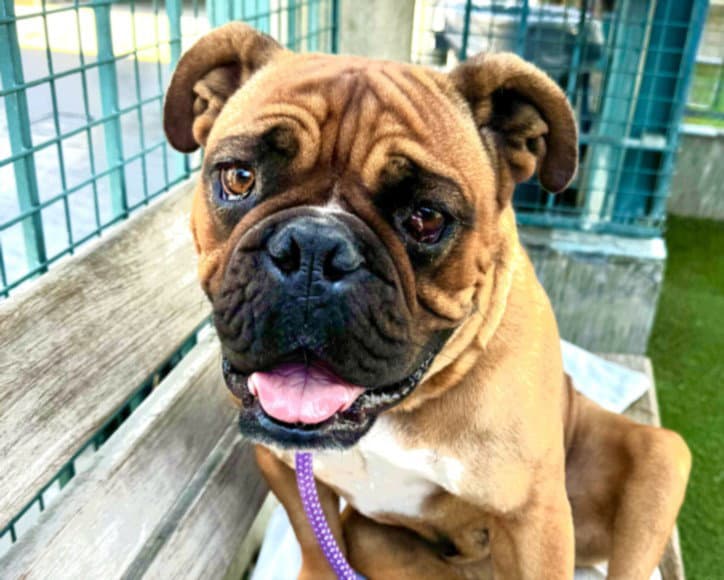 Munchkin - Bulldog