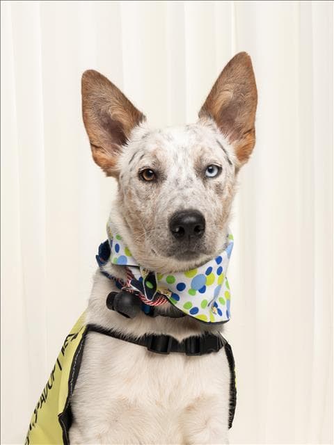 Big Boy - Australian Cattle Dog/Blue Heeler