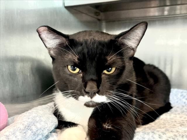 Mickey - Domestic Short Hair
