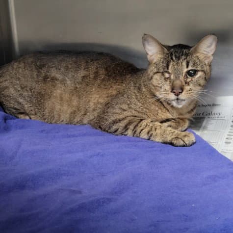 Solo - Domestic Short Hair