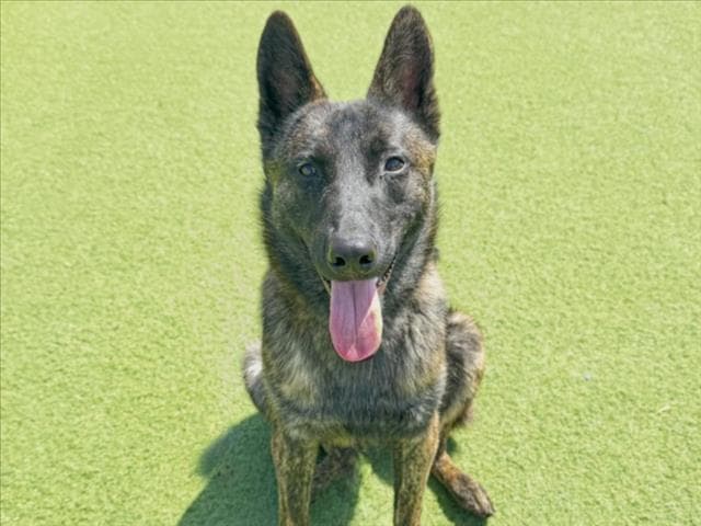 Toffee - German Shepherd Dog