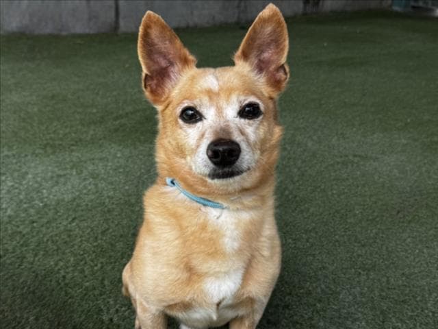 Paul Anka - Chihuahua