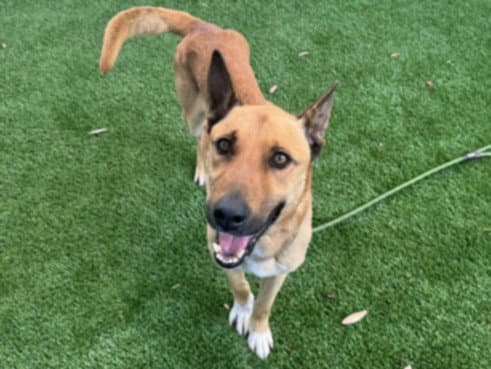 Shkipa - German Shepherd Dog