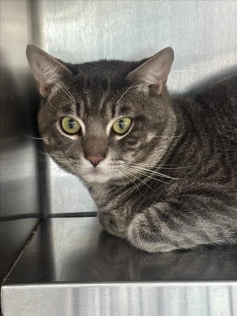 Azual - Domestic Short Hair