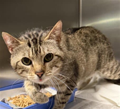 Leo - Domestic Short Hair