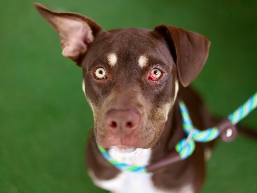 Reign - Pit Bull Terrier