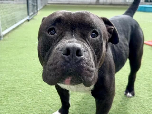 Ricky - Pit Bull Terrier