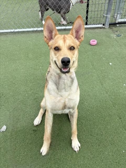 Spike - German Shepherd Dog