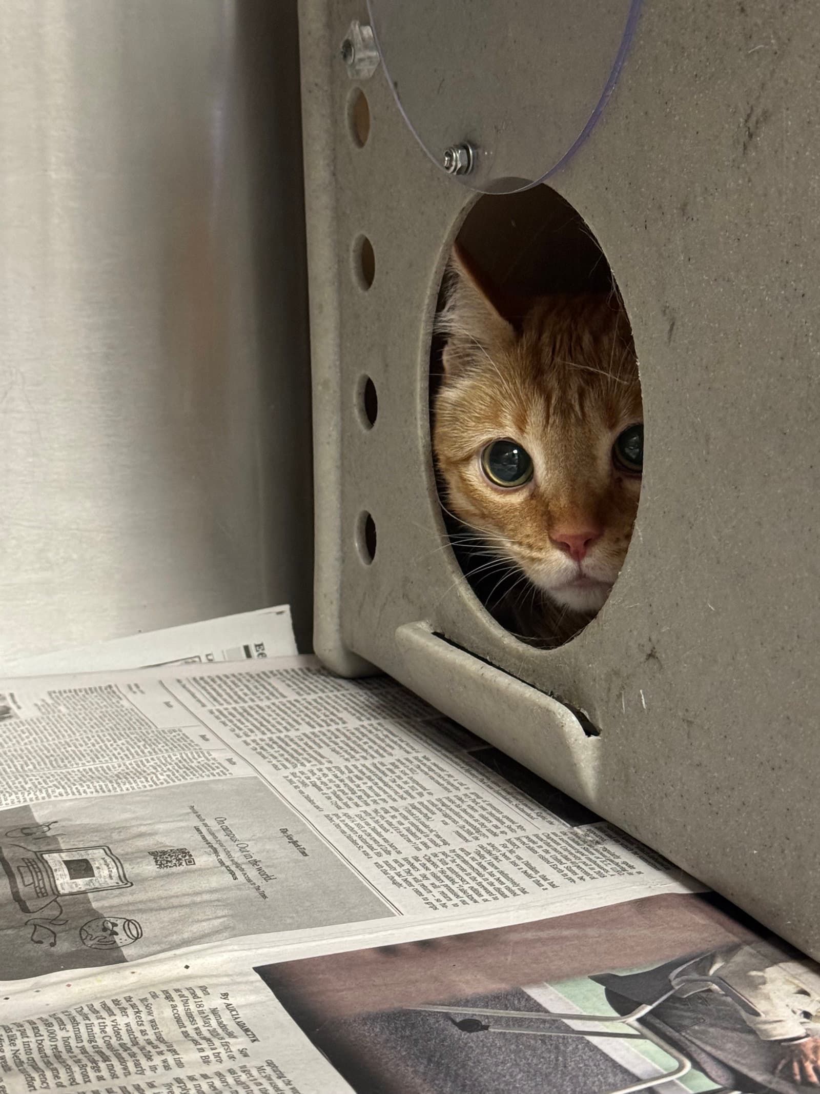 Aang - Domestic Short Hair