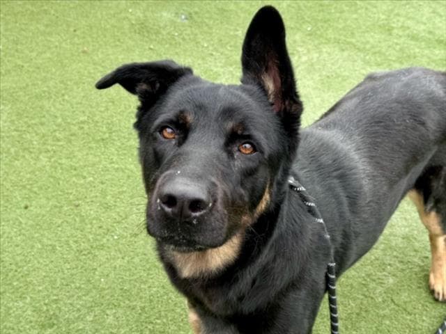 Muka - German Shepherd Dog
