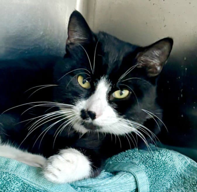 Biff - Domestic Short Hair