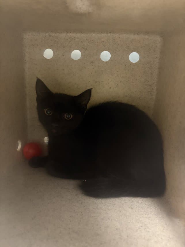 Unknown - Domestic Short Hair