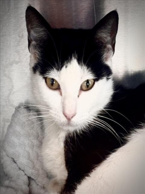 Keys - Domestic Short Hair