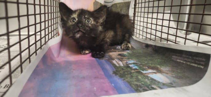 Soda Pop - Domestic Short Hair