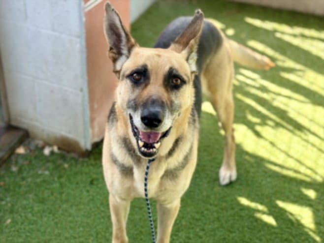 Max - German Shepherd Dog