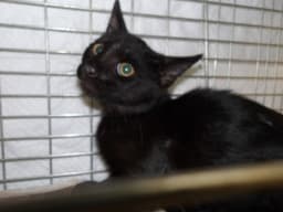 Jazmin image 1